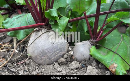 Red table beet grows in open organic soil Stock Photo