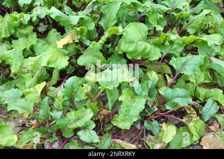 Red table beet grows in open organic soil Stock Photo