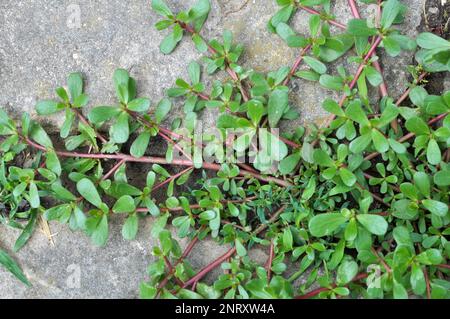 In nature, in the soil, like a weed grows purslane (Portulaca oleracea) Stock Photo
