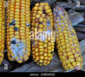 Corn cobs affected by a fungal disease - fusarium (Fusarium moniliforme) Stock Photo