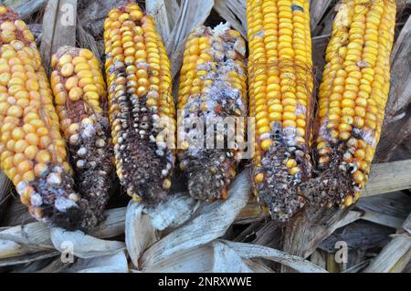 Corn cobs affected by a fungal disease - fusarium (Fusarium moniliforme) Stock Photo