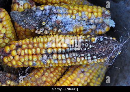 Corn cobs affected by a fungal disease - fusarium (Fusarium moniliforme) Stock Photo