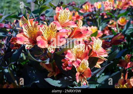 Peruvian lily Indian summer, Alstroemeria Tesronto, perennial, funnel-shaped flowers, bright copper-orange, yellow inner petals, speckled purple-brown