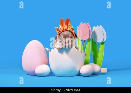 French Bulldog dog puppy with Easter bunny ears sitting in egg shell on blue background Stock Photo