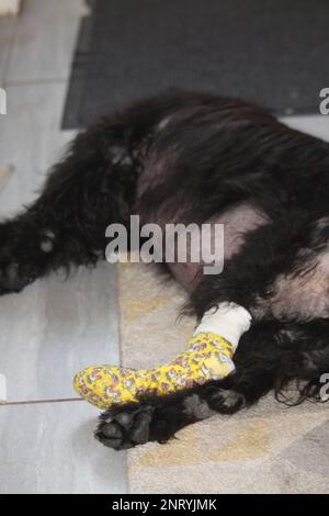 Cocker Spaniel after operation to remove toe Hook Norton Oxfordshire ...