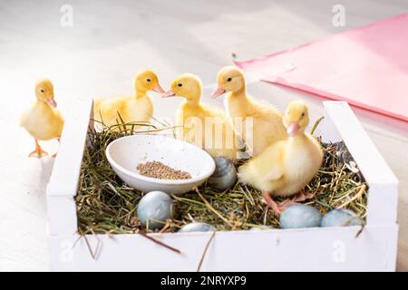 Easter decorated interior with colorfull eggs and ducklings Stock Photo