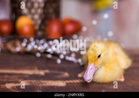 Easter decorated interior with colorfull eggs and ducklings Stock Photo