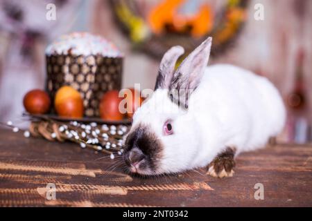Fluffy foxy white rabbit with Easter eggs Stock Photo
