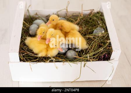 Easter decorated interior with colorfull eggs and ducklings Stock Photo