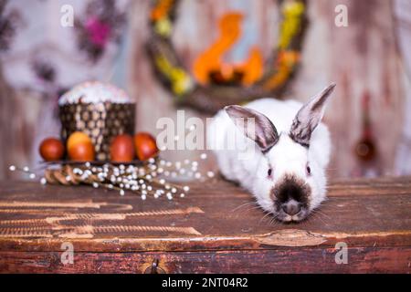 Fluffy foxy white rabbit with Easter eggs Stock Photo