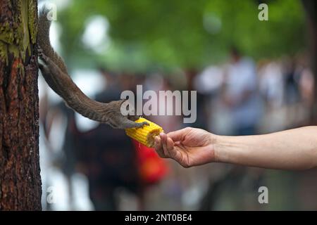 Close-up on a Grey squirrel eating corn from tourist's hand. Stock Photo