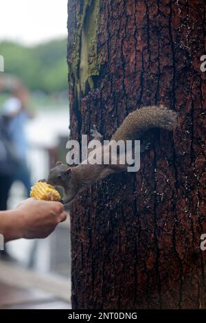 Close-up on a Grey squirrel eating corn from tourist's hand. Stock Photo