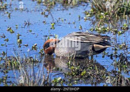 Eurasian teal / common teal / Eurasian green-winged teal (Anas crecca) male in breeding plumage foraging in wetland / marshland in late winter Stock Photo