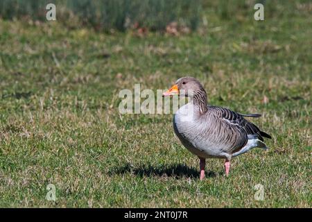 Greylag goose / graylag goose (Anser anser) foraging in field / grassland in winter Stock Photo