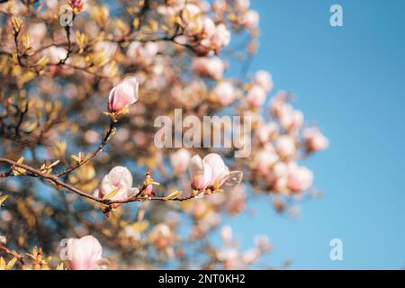 Blooming magnolia branches against blue sky in sunlight. Spring background, selective focus. Stock Photo