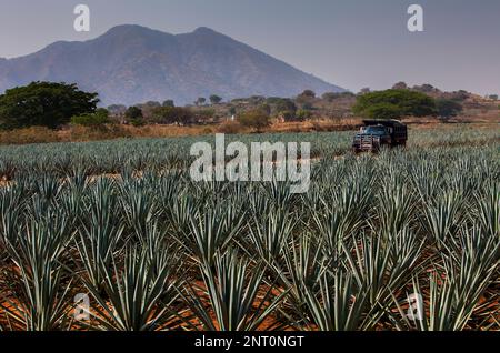 plantation of blue Agave in Amatitán valley, in background Tequila volcano,near Tequila City,Guadalajara, Jalisco, Mexico Stock Photo