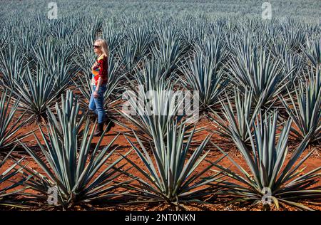 Tourist,plantation of blue Agave in Amatitán valley,near Tequila City,Guadalajara, Jalisco, Mexico Stock Photo