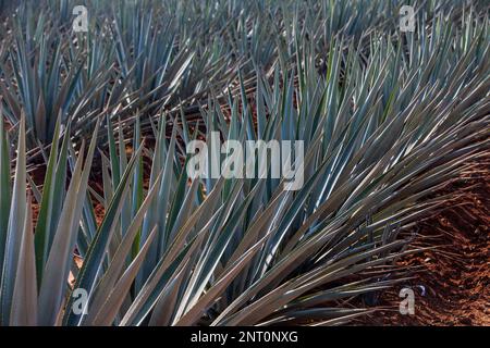 plantation of blue Agave in Amatitán valley, near Tequila City,Guadalajara, Jalisco, Mexico Stock Photo