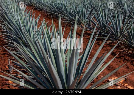 plantation of blue Agave in Amatitán valley, near Tequila City,Guadalajara, Jalisco, Mexico Stock Photo