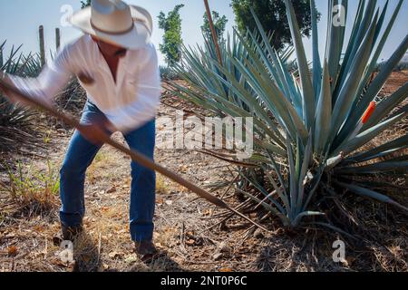 Harvesting Agave.plantation of blue Agave in Amatitán valley, near Tequila City,Guadalajara, Jalisco, Mexico Stock Photo