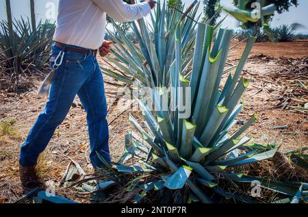 Harvesting Agave.plantation of blue Agave in Amatitán valley, near Tequila City,Guadalajara, Jalisco, Mexico Stock Photo