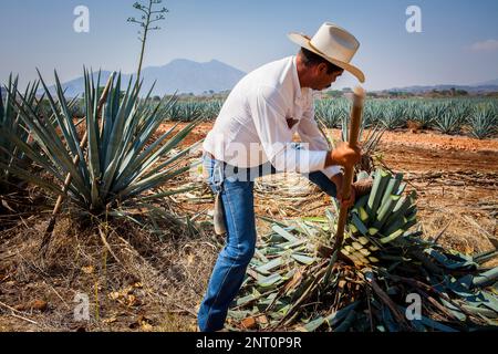 Harvesting Agave.plantation of blue Agave in Amatitán valley, near Tequila City,Guadalajara, Jalisco, Mexico Stock Photo