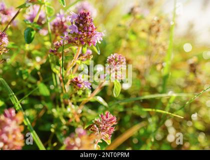 Purple flowers Thymus vulgaris Common Thyme, Garden Thyme and green summer grass. Soft selective focus horizontal background, close up, copy space. Th Stock Photo