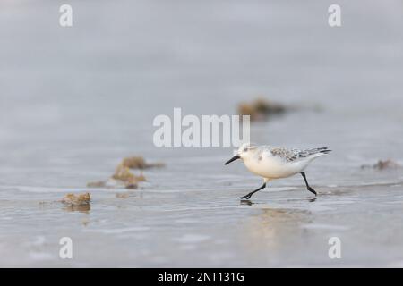 Sanderling Calidris alba, winter plumage adult running on beach, Norfolk, England, February Stock Photo