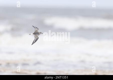Grey plover Pluvialis squatarola, winter plumage adult flying, Norfolk, England, February Stock Photo