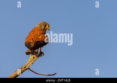 Common kestrel (Falco tinnunculus) sitting on a branch in spring. Stock Photo