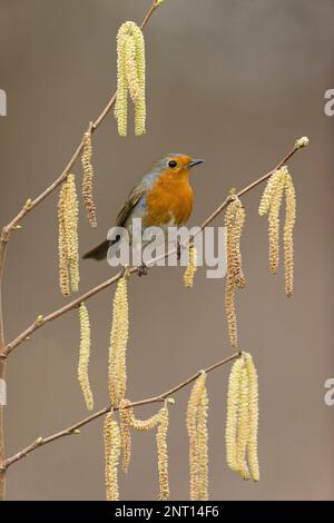 European robin Erithacus rubecula, adult perched on Hazel Corylus avellana, with catkins, Suffolk, England, February Stock Photo