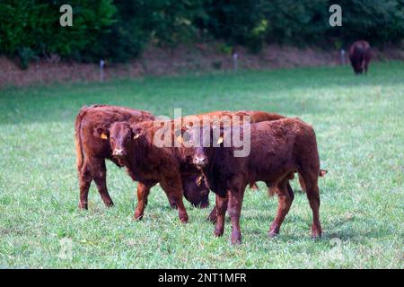 Herd of highland cattle breed calves in a pasture. Stock Photo