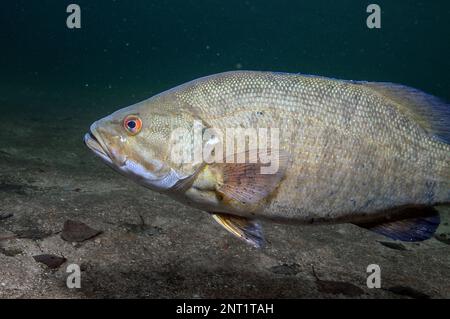 Smallmouth Bass medium shot facing left Stock Photo