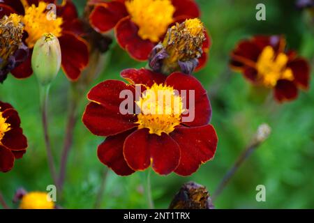beautiful low student flower bloom Stock Photo