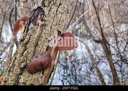 Auricularia auricula-judae, known most commonly as Jew's ear or (black) wood ear (alternatively, black fungus, jelly ear, or by a number of other comm
