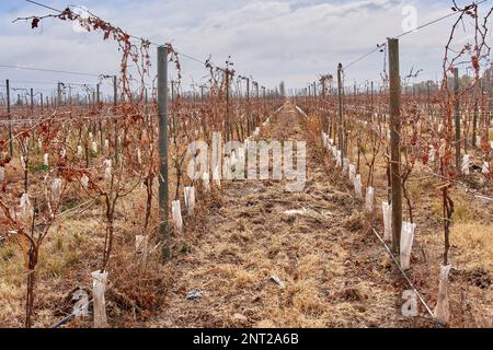A dry vineyard in Mendoza, Argentina during winter season. horizontal. grapevine Stock Photo