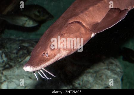 Lake Sturgeon an Endangered Species Stock Photo