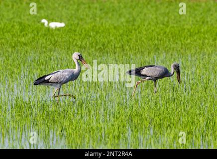 A pair Asian Openbill stork (Anastomus oscitans) foraging in rice field. Thailand. Stock Photo