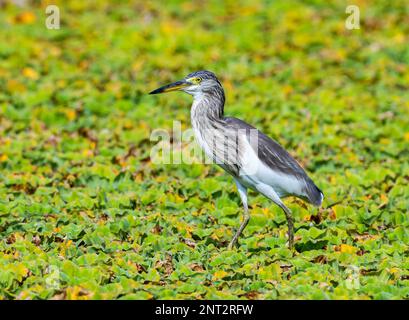 A Chinese Pond Heron (Ardeola bacchus) foraging in field. Thailand. Stock Photo
