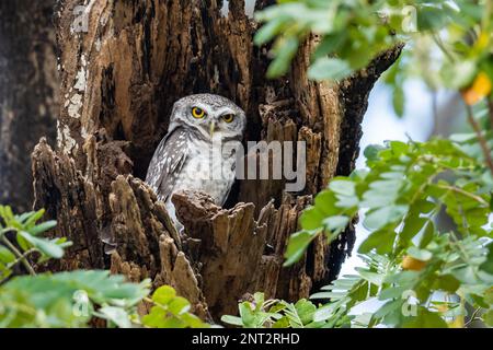 A Spotted Owlet (Athene brama) in its day roost on a big tree stump. Thailand. Stock Photo