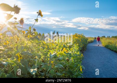 Two unrecognizable strollers men in a park on a trail lined with sunflowers in the Frederic Back Park in Montreal, taken with some backlighting on a s Stock Photo