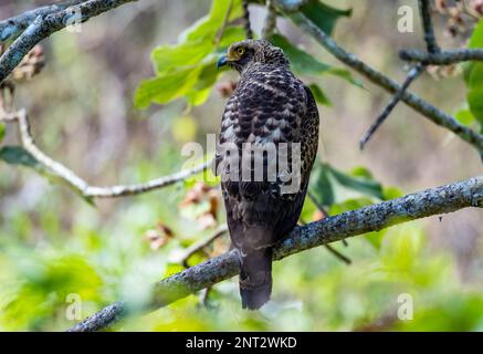An immature Crested Serpent-Eagle (Spilornis cheela) perched on a branch. Thailand. Stock Photo