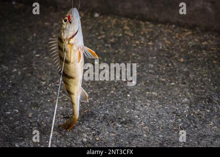 Close-up of fish on the hook. Cathing perch by fishing hook in the day. Stock Photo