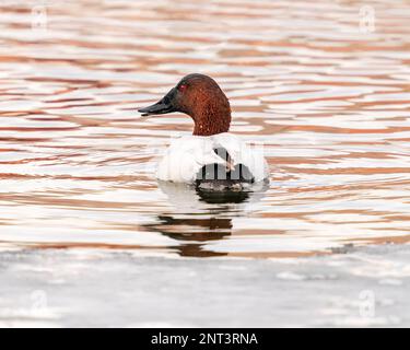 A Canvasback duck viewed from behind, swimming in reddish striped waters, naturally reflected from its surroundings in Wintertime. Stock Photo