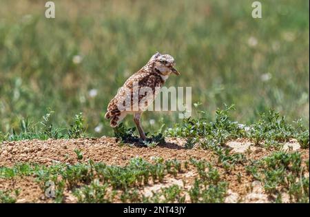A Burrowing Owl holding a grasshopper in its beak while standing atop a sandy mound in an open field. Stock Photo
