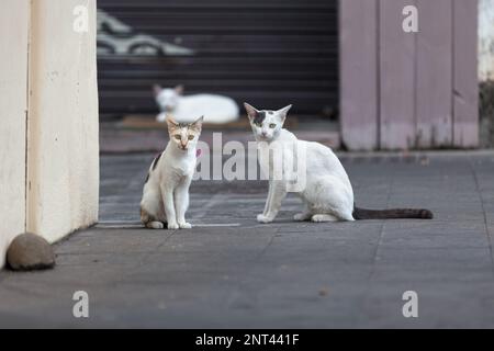 Stray calico kitten and bicolor cat looking at the camera Stock Photo