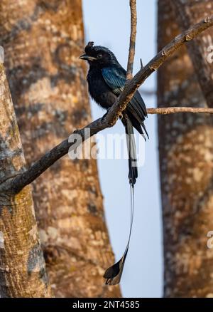A Greater Racket-tailed Drongo (Dicrurus paradiseus) perched on a branch. Thailand. Stock Photo