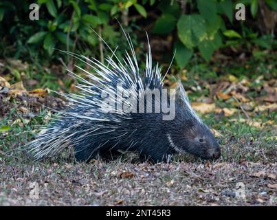 A Malayan Porcupine (Hystrix brachyura) foraging on ground. Thailand. Stock Photo