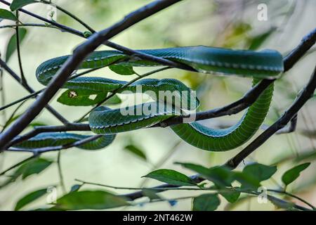 A green venomous Pit Viper snake (Trimeresurus sp.) coiled up on a tree. Thailand. Stock Photo
