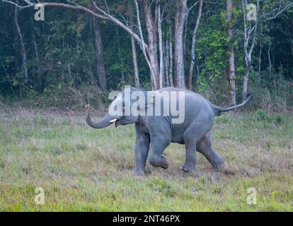 A young male Asian Elephants (Elephas maximus) running. Thailand. Stock Photo